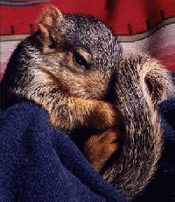 squirrel photo