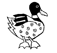 Duck image