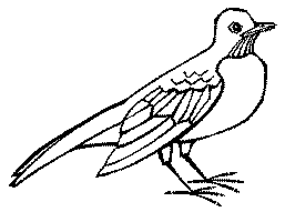 Robin image