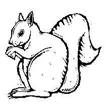 Squirrel image